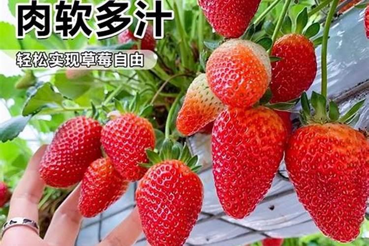 盆栽月季花要用什么肥