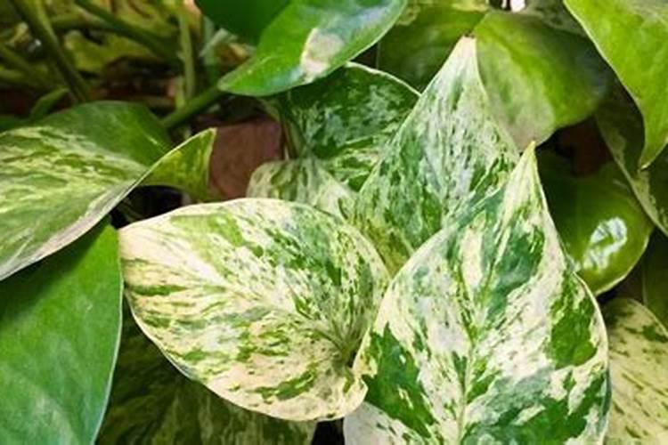棉花子叶能吸收肥料吗