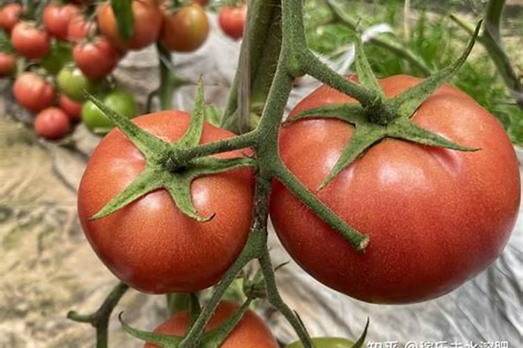 钙肥的作用及施用方法 钙肥对作物的主要作用