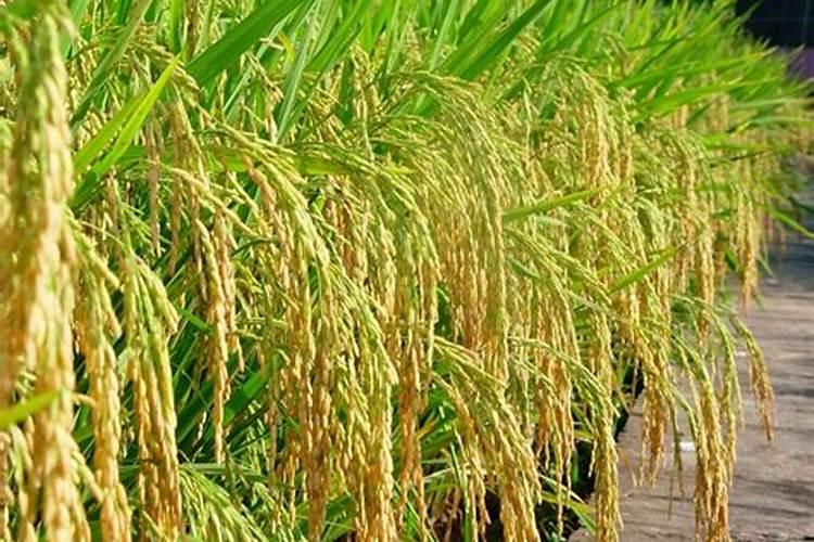 六家包村菜用大豆孢囊线虫病防治措施