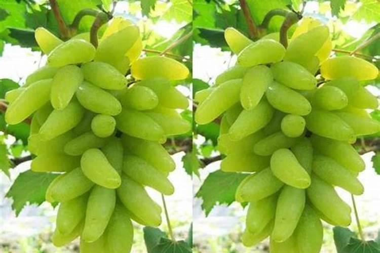 要是葡萄在高温时软果了,怎么采取补救措施？