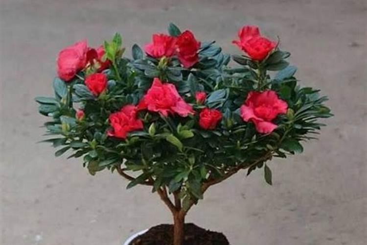 杜鹃开花期间施什么肥,能喷磷酸二氢钾吗