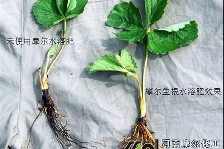 草莓叶子边缘发黑干枯怎么办