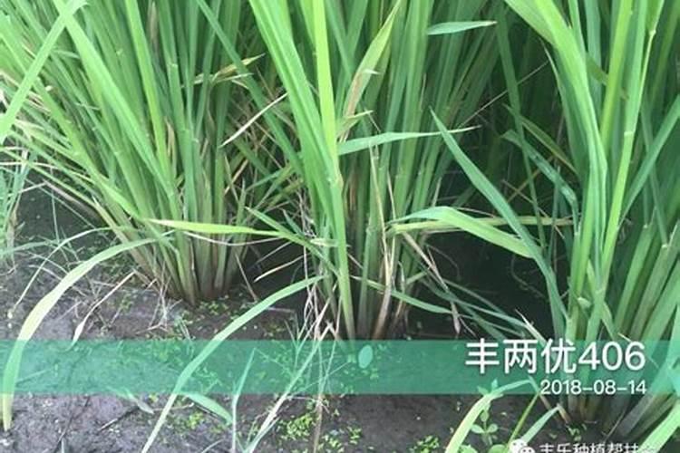 荔枝施什么肥料最好