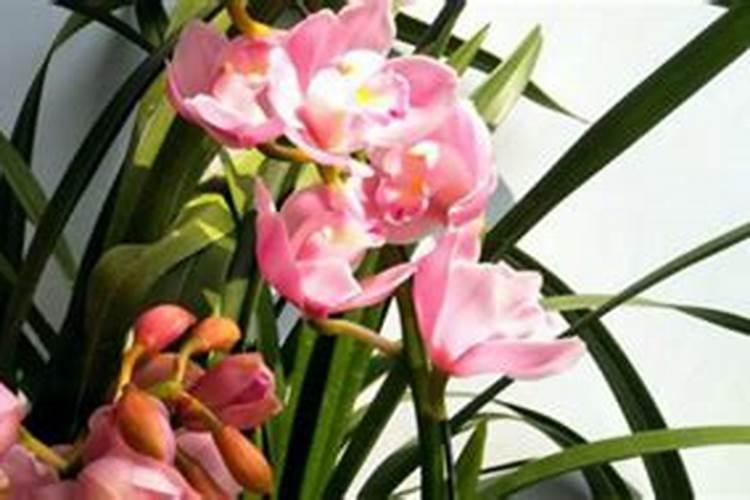 大花蕙兰花期怎么养,开花时能施肥吗