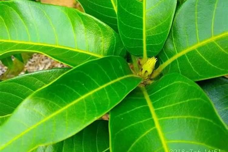 芒果结果树主要管理措施有哪些