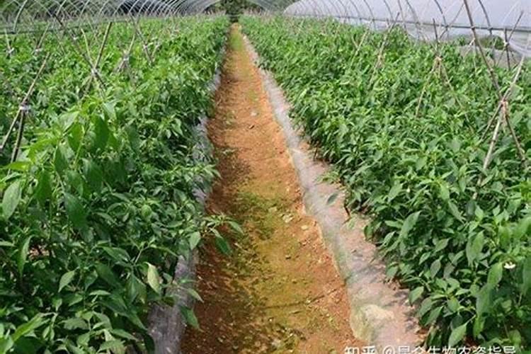 辣椒出几张叶可以下肥料