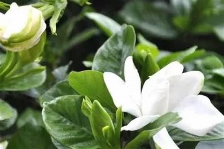 养栀子花的肥料 栀子花最好的肥料是什么怎么施