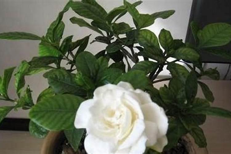栀子花如何上盆新叶蹭蹭冒