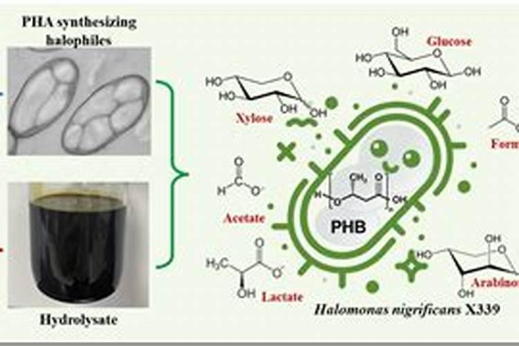 嗜盐菌嗜盐菌适应机理
