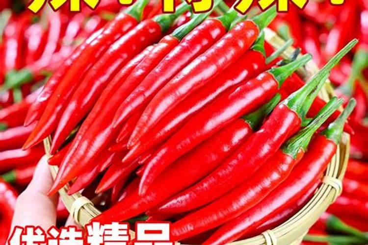 朝天椒结椒少,变形是何因？