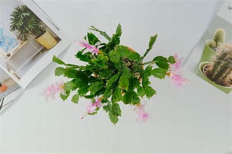 蟹爪兰冬天不能施肥吗 直至长出新芽