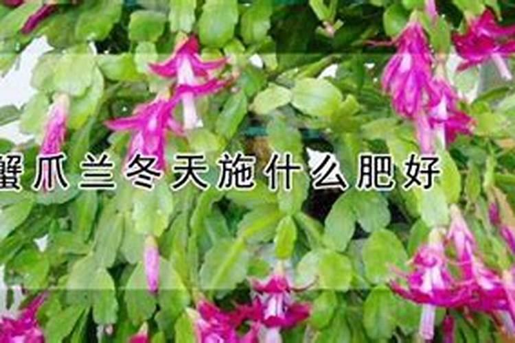 蟹爪兰冬天怎么浇水施肥