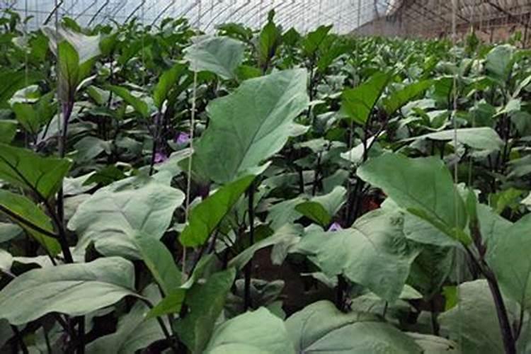 种茄子的技巧 高产真的很简单