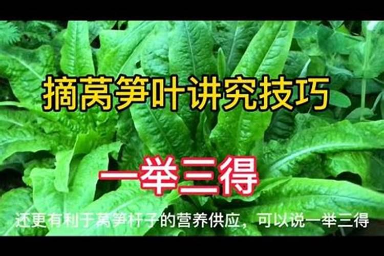 莴笋用什么肥料好