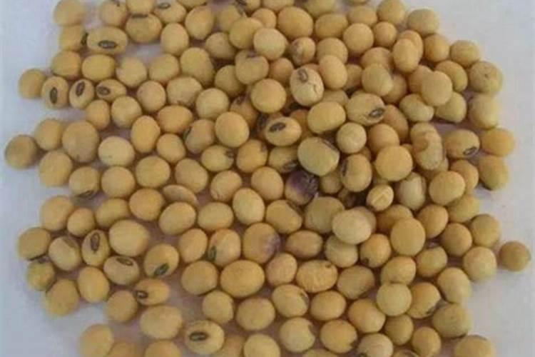 煮熟的黄豆泡水浇花好吗;黄豆炒熟可以做花肥吗