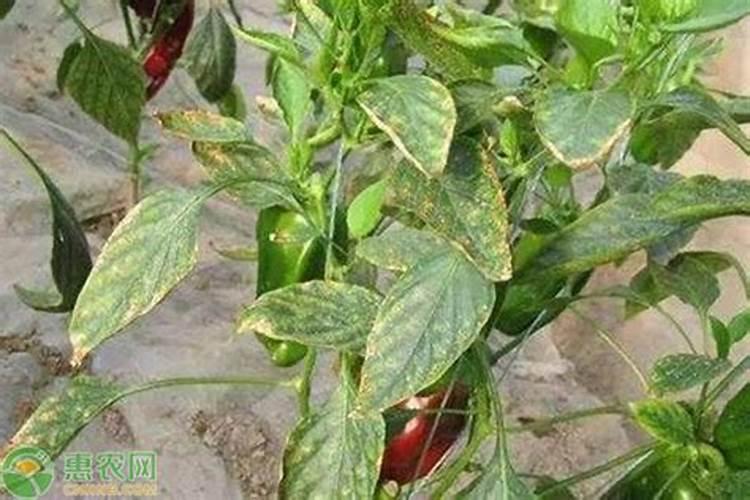 辣椒用对叶面肥,事半功倍!保证果实的正常生长