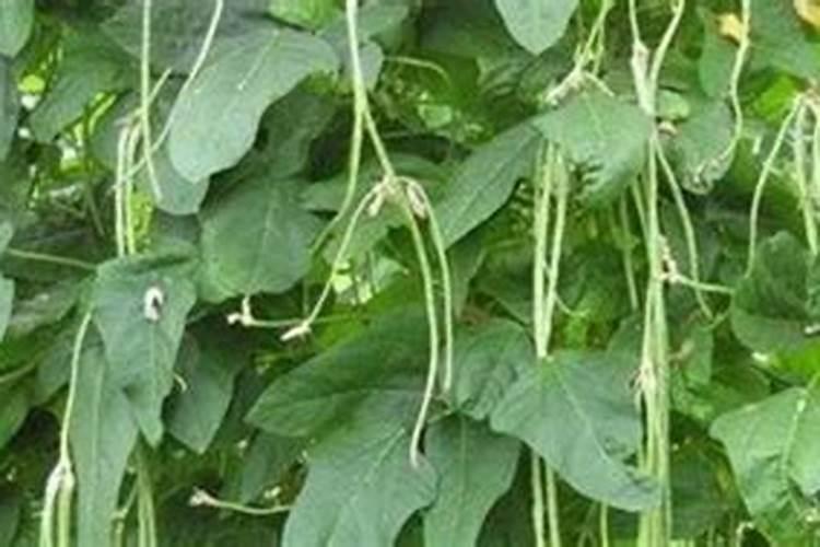 想要大面积种植豆角,豆角的水肥管理技术要点有哪些？