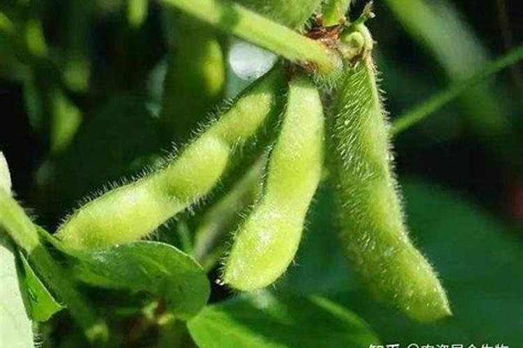 大豆整个田块都这样,下部老叶发黄,啥情况呢？