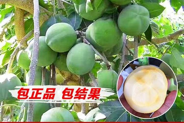 白柿冰淇淋咋不挂果
