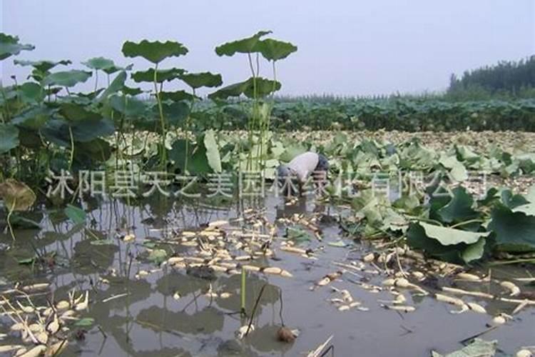 莲藕用什么肥料好？氯化钾好吗？