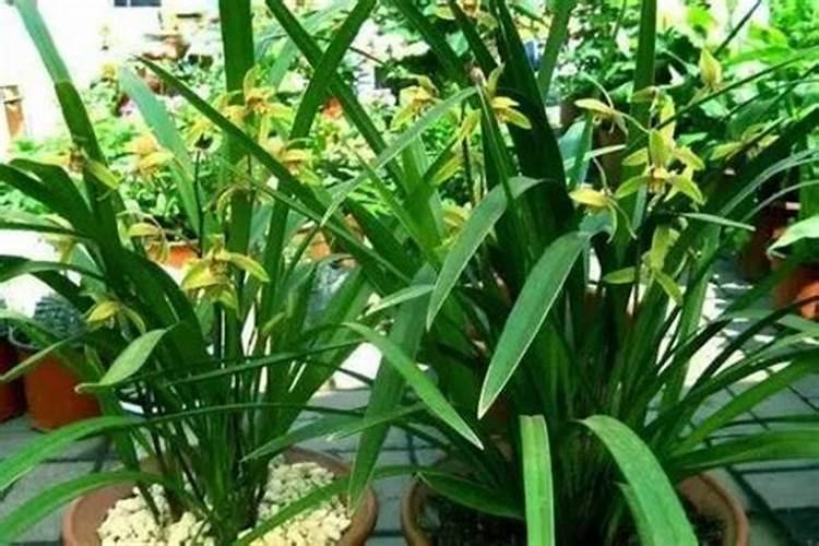 春兰什么时候可以施肥