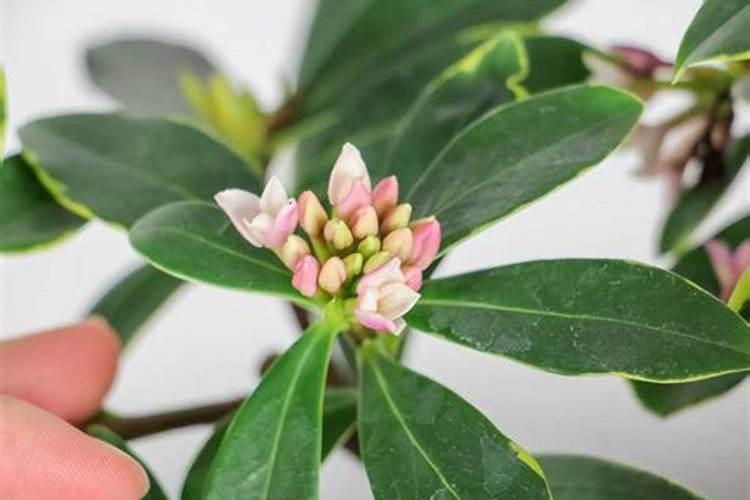 瑞香花怎么养