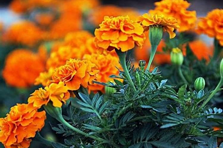 万寿菊菊花施些什么肥料
