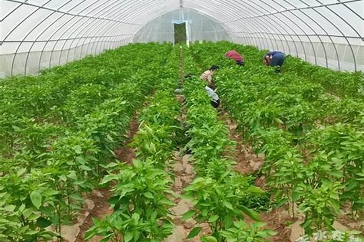 辣椒座果期冲施什么肥料好？辣椒膨果期用什么水溶肥好？