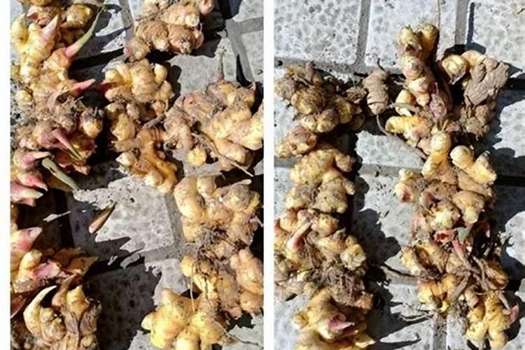 大姜生长前期如何施肥