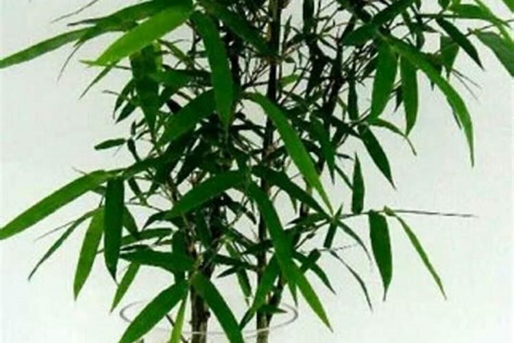 求苗木养护标准范文
