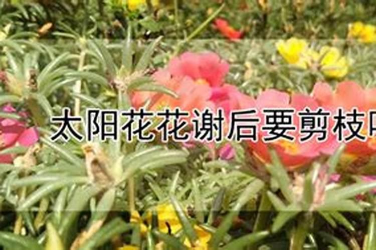 太阳花用什么肥料好