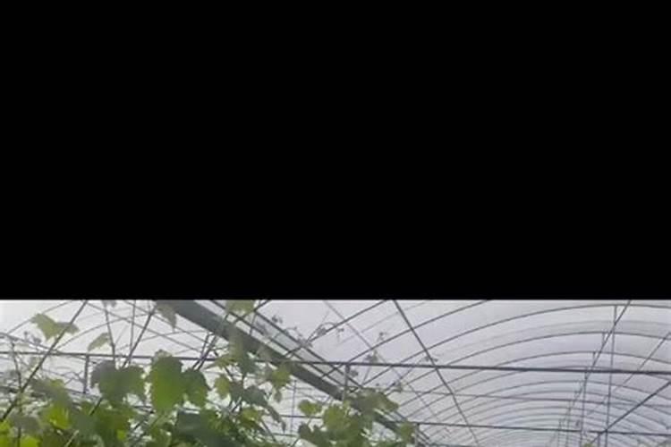 1克糖产生多少热量