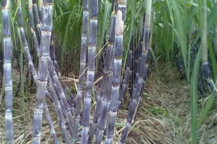 甘蔗哪时候施肥比较好 甘蔗什么时候施肥