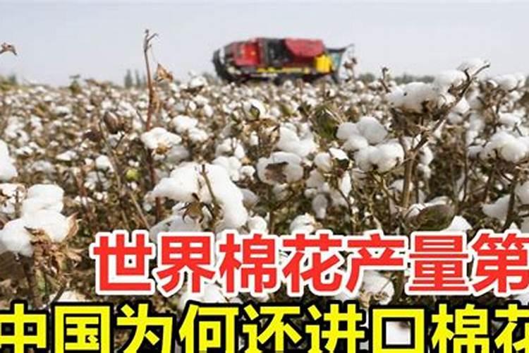 江苏省棉花亩高产是多少公斤