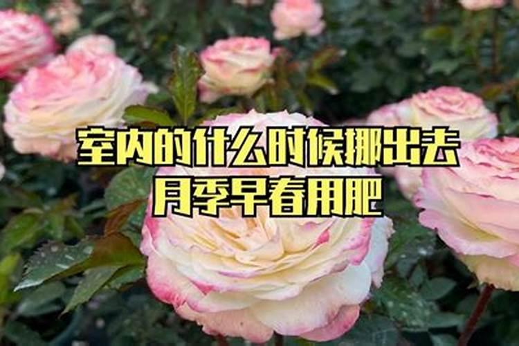 月季适合在酸性土壤中生长,应施什么肥？