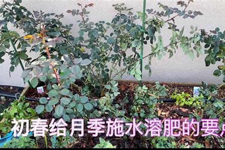 月季什么时候可以施肥