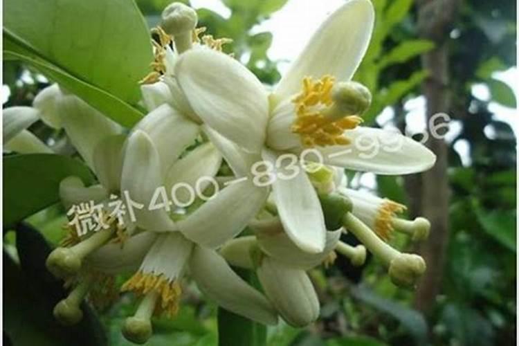 蜜柚保花保果都用什么药