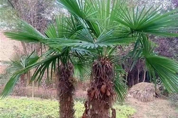 棕榈科植物病害防治