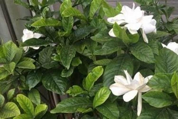 栀子花用什么肥料最好