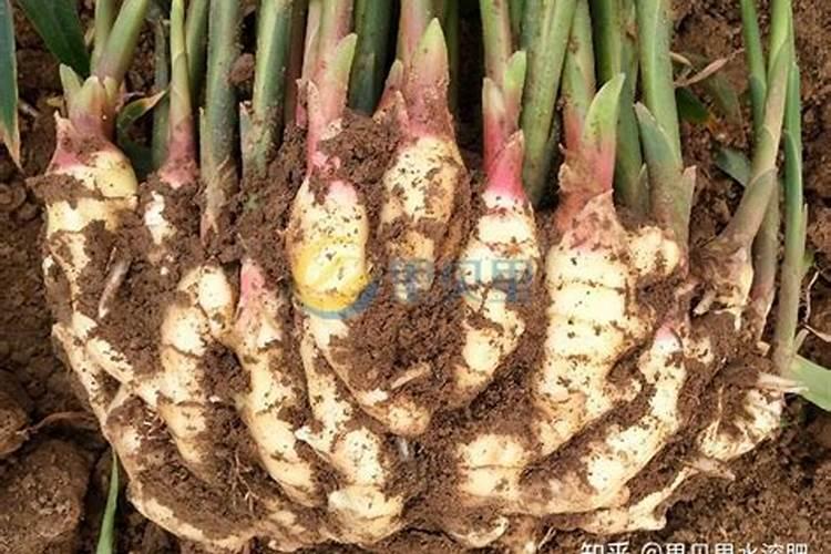 种植生姜用什么肥料最好？