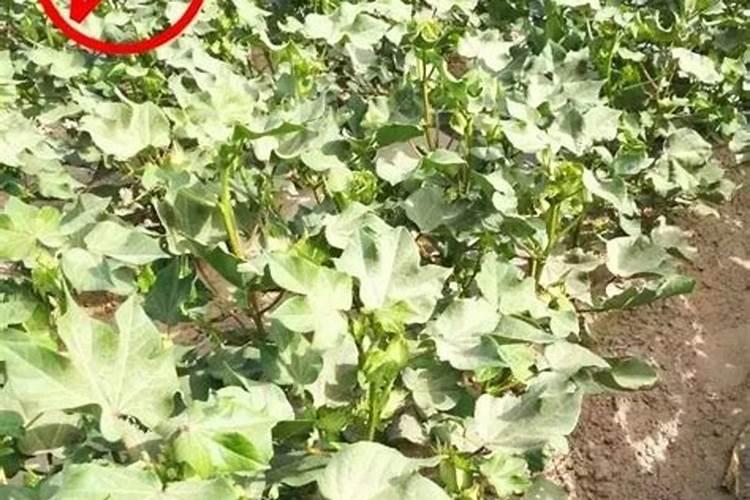棉田怎样施用硼肥？