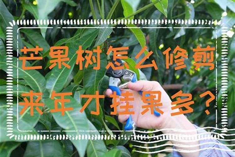 芒果树用什么肥料最好