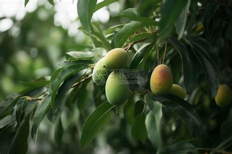 芒果树结果期怎样施肥