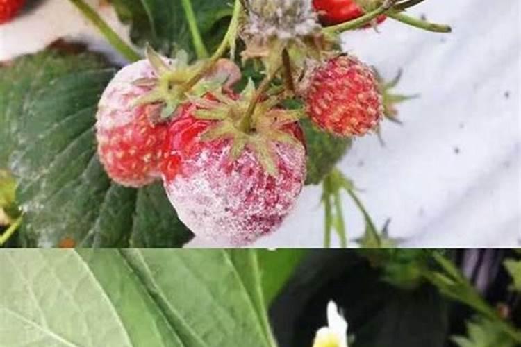 草莓打完赤梅素多久可以打其它叶面肥