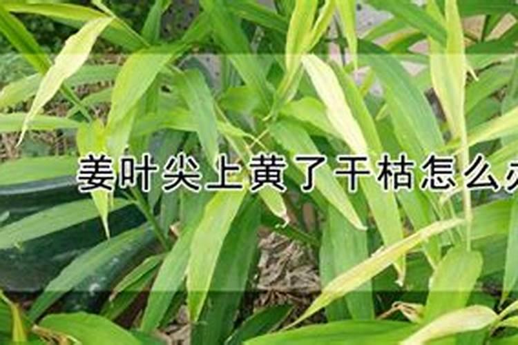 专家好,大姜这是什么病？怎么治