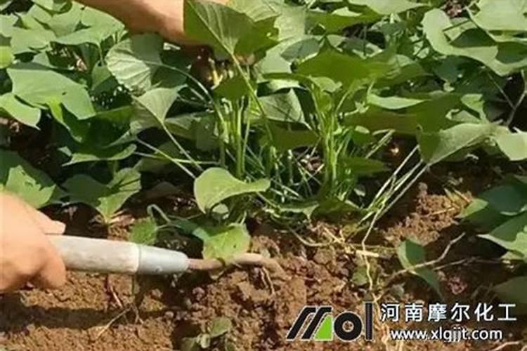 红薯苗长出地面喷什么叶面肥最好？