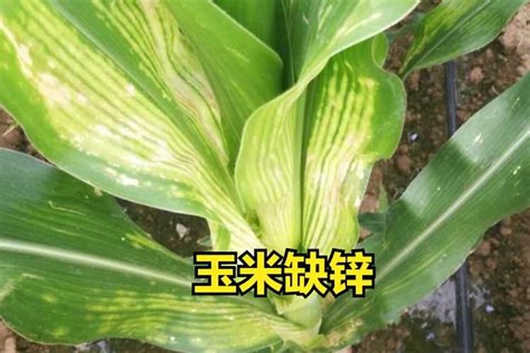 打玉米用的锌肥是什么颜色的