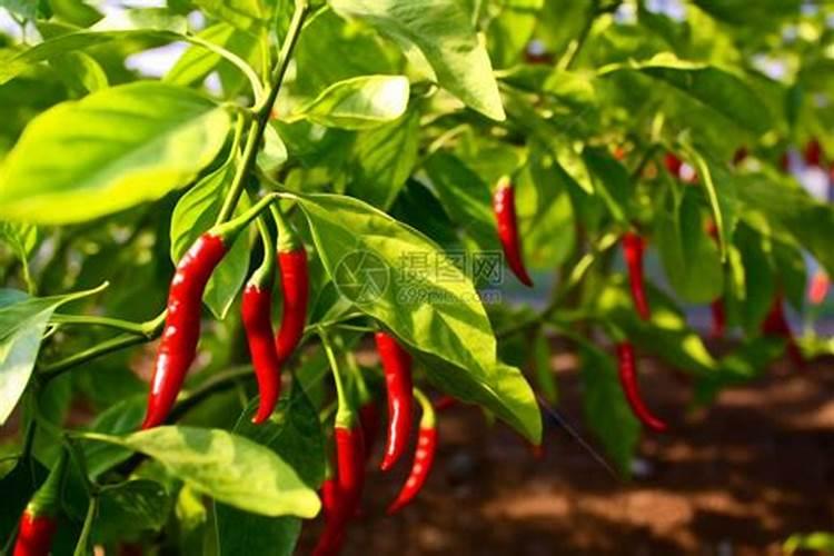 辣椒树用什么肥料最好