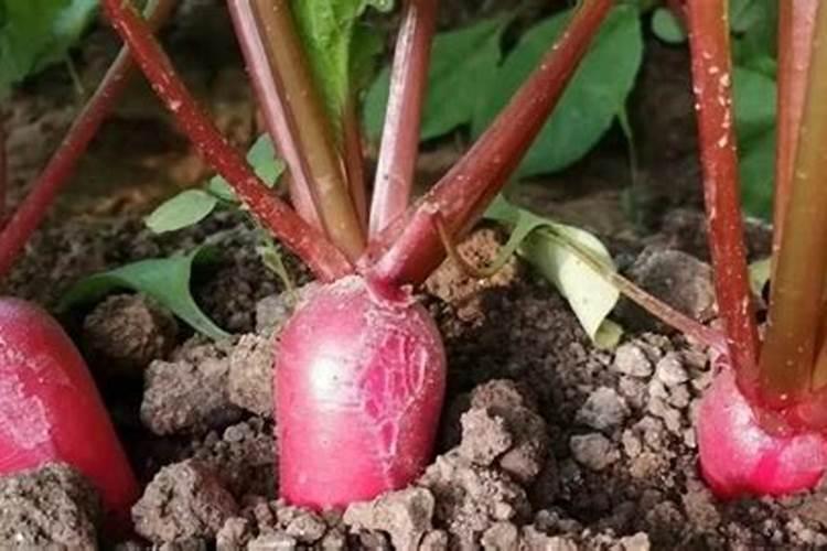 萝卜什么时候施肥 可以用尿素浇吗